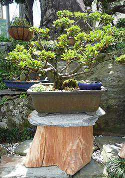 植木鉢の台